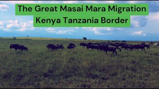 The Great Masai Mara Migration  Kenya Tanzania Border [upl. by Ayram70]