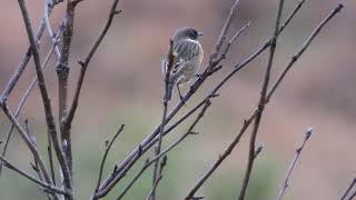 SVARTSTRUPE  SAXICOLA RUBICOLA [upl. by Hamford]