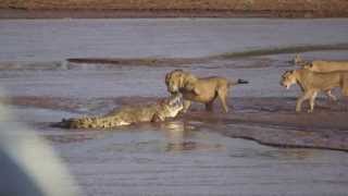 Lions vs Crocodile Fight  Samburu National Reserve Kenya August 6 2014 [upl. by Martina]