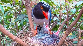 The trick of cuckoo bird parasitism has been seen through杜鹃鸟寄生被红嘴蓝鹊识破？前额有啄痕，被扔出了鸟窝 [upl. by Clinton]