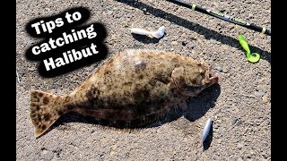 Fishing For California HALIBUT  2 Favorite Lures on Dropshot [upl. by Yellac]