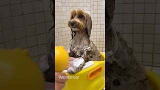 Valuta il mio bagnetto da 1 a 5 🛀🐥 dogbath maltipoo bathtime [upl. by Wilson168]