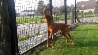 Vizsla howling for some ice cream [upl. by Yrrep]