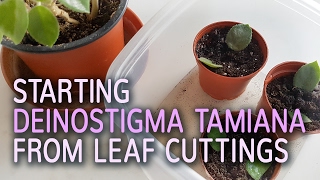 Starting Deinostigma Tamiana From Leaf Cuttings  16012017 [upl. by Morganica]