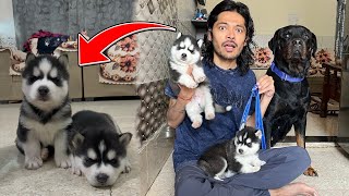 24 Hr with Husky puppies😍 Dog can talk 278  Rottweiler vs Husky cheeni ke puppy  Review reloaded [upl. by Albert334]