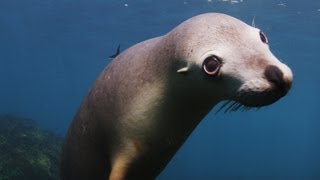 Sea Lion Staring Contest HD [upl. by Tristis]