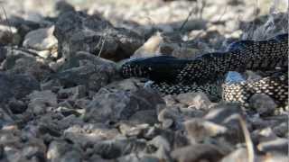 Kingsnake eats Mojave Rattlesnake [upl. by Carena]