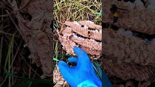 Wasp nest in the bush nature bee [upl. by Ardnuaek302]