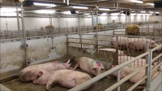 Modern Danish Pig farm  Søren Andersen [upl. by Uird]