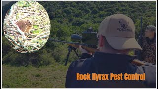 Rock hyrax pest control using 22 rimfires [upl. by Enelad]