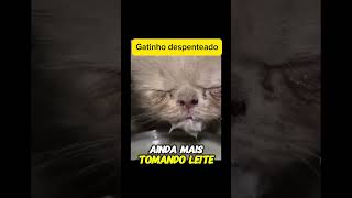 Gatinho despenteado tomando leite 🙏🏼🙏🏼❤️ youtubeshorts pets cat gatos [upl. by Hanschen]