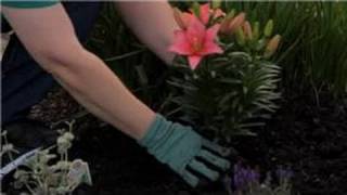 Growing amp Storing Plant Bulbs  How to Grow Lilium Bulbs [upl. by Aserret164]