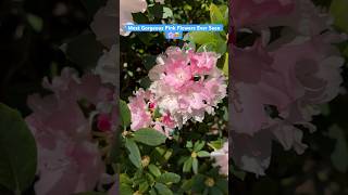 The Stunning Pink Colored Rhododendron Full of Blooms 🌸shorts [upl. by Dion]