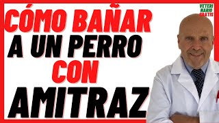 🟡 AMITRAZ ECTODEX 🟡 Acaricida en Perros con Sarna Dosis 🟡¿Como bañar a un perro con Amitraz [upl. by Theodora572]