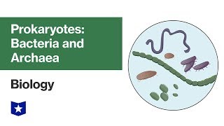 Prokaryotes Bacteria and Archaea  Biology [upl. by Anemix]