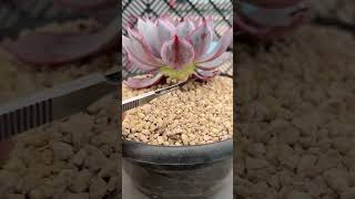 Useful tips for succulents growing bigger succulent plants gardenlandscaping [upl. by Langer]