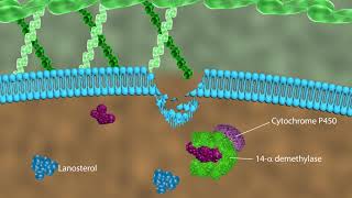 Mechanism of action of antifungal drugs [upl. by Notserp]