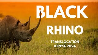 Endangered black Rhino Translocation Kenya 2024 from Ol Pejeta to Loisaba Conservancy [upl. by Waligore781]