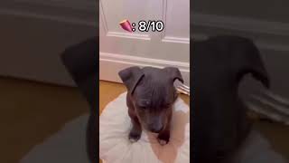 Adorable Pitbull Puppys First Food Taste Test  Pitbull Food  Pitbull Puppy [upl. by Ennovi]