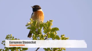 European Stonechat Saxicola rubicola ♂ 3 [upl. by Garwood450]