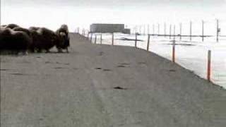 Two foot Musk Ox attacks Grizzly Bear [upl. by Enwad]