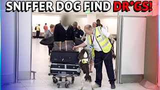 Customs Sniffer Dogs Find Drgs At The Airport [upl. by Middle935]