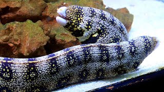 Facts The Snowflake Eel [upl. by Fabi264]