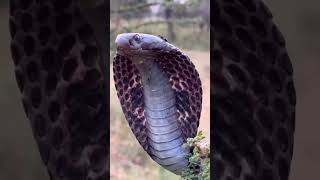 Cobra  Snakes Of Coorg  Naveen Raki [upl. by Endor788]