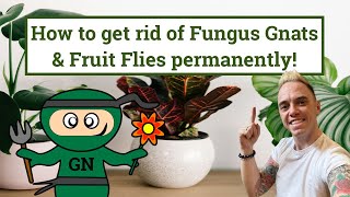 Getting rid of Fungus Gnats or Sciarid flies permanently [upl. by Acisey459]