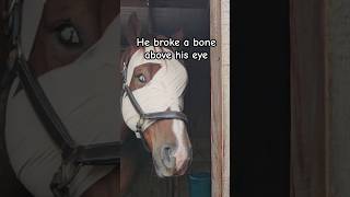 Horse ran into tree and miraculously survived equestrian horse accident healing [upl. by Nyrb]