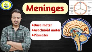 Meninges of Brain amp Spinal cord  Duramater  arachnoid mater  Piamater  Hindi amp English [upl. by Sancho]