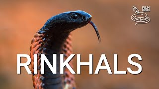 Venomous Rinkhals or Ringnecked spitting cobra not a true cobra [upl. by Calabresi968]