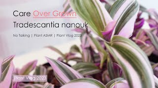 Care overgrown plant Tradescantia Nanouk pruning Plant Vlog 2023 No talking Plant ASMR [upl. by Biegel482]