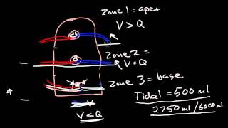 Ventilation and Perfusion [upl. by Asil]