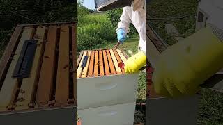 Smoking Honeybees in Deep Hive Box shorts [upl. by Nallaf]