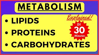 Metabolism of Lipid Carbohydrate Protein Beta oxidation of Fatty Acid Biochemistry Class 11 Biology [upl. by Daniele]