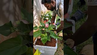 Home Garden Setup done at Chennai  Landscapers in Chennai [upl. by Nuriel]