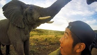 Lad Takes Up Close Selfie With Elephant [upl. by Araz687]