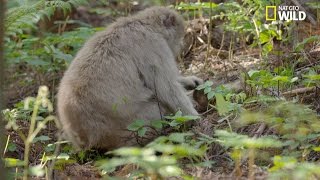 Ladoption dun bébé macaque japonais abandonné [upl. by Nylarat]