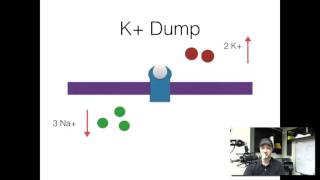 5 minute refresher Depolarizing paralytics [upl. by Feune]