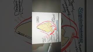 Anastomosis around scapula [upl. by Leonelle]