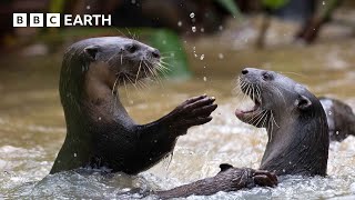 Cheeky Crows Prank Baby Otters  The Making of Mammals  BBC Earth [upl. by Winer]