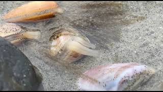 Coquina Clams in San Diego [upl. by Cathleen891]