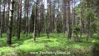 śpiew wilgi oriole birdsong [upl. by Ner931]