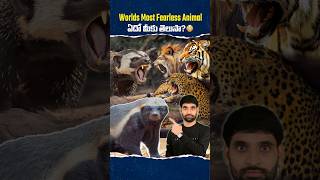 Worlds Most Fearless Animal ఇదేనట 😳 honeybadger shortsfeed shortsvideo shorts [upl. by Ardnuahc]