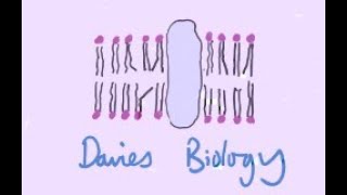 84 Genetic Fingerprinting RFLP Method [upl. by Edee788]