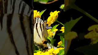 The Epic Journey of the Australian Swallowtail australiananimals wildlife facts [upl. by Alurd]