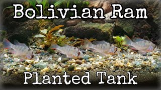 Bolivian Ram in Community Planted Tank [upl. by Oirram]