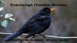 Feketerigó Turdus merula [upl. by Bluefarb669]