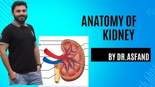 Anatomy of Kidney Blood supply of kidney [upl. by Grannias259]